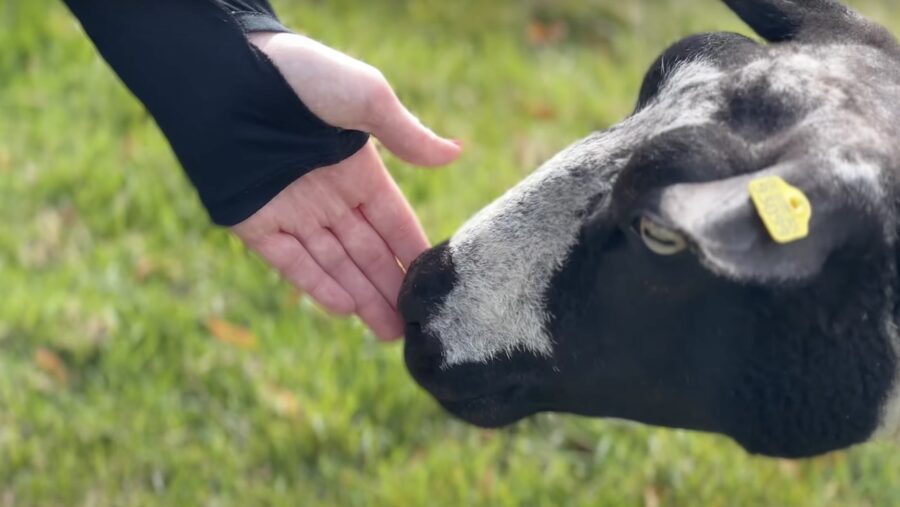 20 Kilometer Wanderung an der Stör mit der DJI Neo